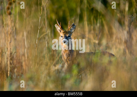 Roe Buck dans le soleil du matin Banque D'Images