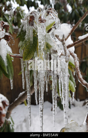 De grandes glaçons pendent d'une plante de jardin à Godby sur l'archipel Aland Finlande en hiver profond Banque D'Images