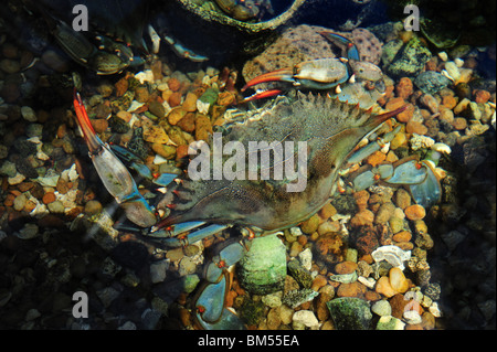 Crabe bleu, Callinectes sapidus, captive Banque D'Images