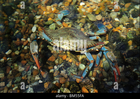 Crabe bleu, Callinectes sapidus, captive Banque D'Images