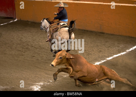 Un Mexicain Charro montres une vache automne après l'avoir abaissé par son histoire à une charrería à Mexico, 8 juin 2008. Banque D'Images