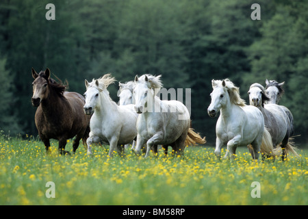 Poney Connemara (Equus caballus), troupeau au galop sur un pré. Banque D'Images