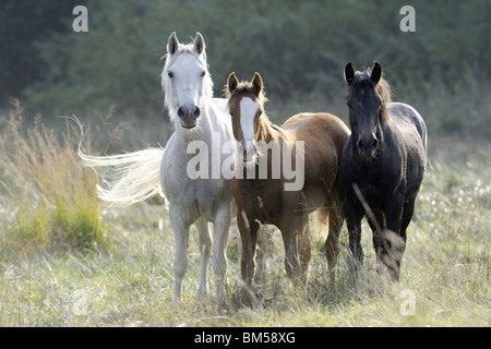 Poney Connemara (Equus caballus), mare avec poulains dans un pré. Banque D'Images