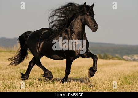 Cheval frison (Equus ferus caballus). Le trotteur étalon sur un champ de chaumes. Banque D'Images