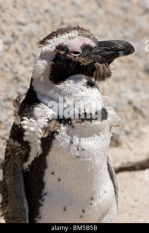 Les jeunes putois penguin, Afrique du Sud / Spheniscus demersus Banque D'Images