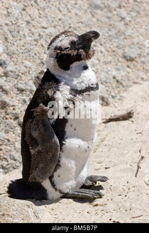 Les jeunes putois penguin, Afrique du Sud / Spheniscus demersus Banque D'Images