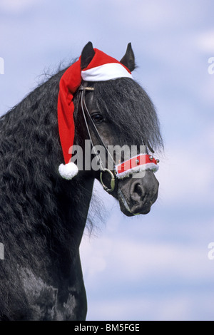 Cheval frison (Equus ferus caballus), déguisé en Père Noël. Banque D'Images