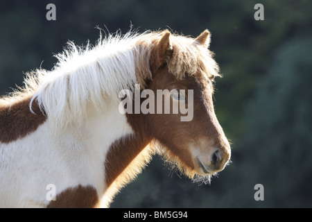 Cheval islandais (Equus ferus caballus), portrait d'un poulain pinto. Banque D'Images