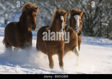 Cheval islandais (Equus ferus caballus). Quatre individus galopant vers l'appareil photo. Banque D'Images
