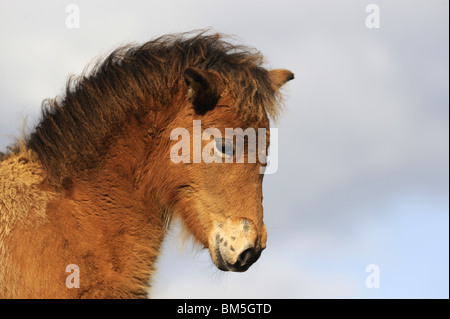 Cheval islandais (Equus ferus caballus), portrait d'un poulain brun. Banque D'Images