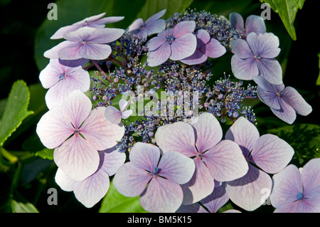 Hydrangea macrophylla Vague bleue, l'une des variétés Lacecap attrayant Banque D'Images