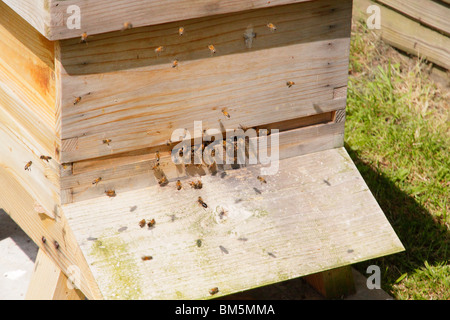 Les abeilles européennes, Apis mellifera, entrant avec du pollen de la ruche. Banque D'Images