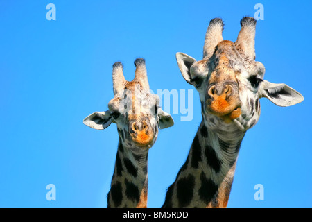 Portrait de Mère et bébé girafe. L'Afrique. Au Kenya. Le Masai Mara Banque D'Images