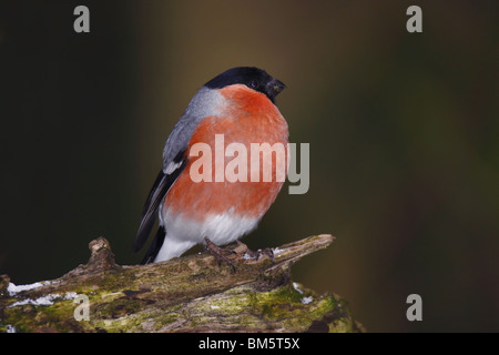 Fink, sang, Bouvreuil Bouvreuil, commune, Banque D'Images