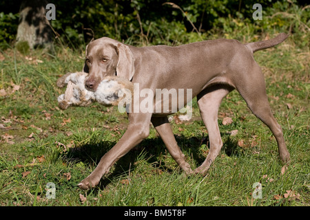 Braque à rabbit hunting Banque D'Images