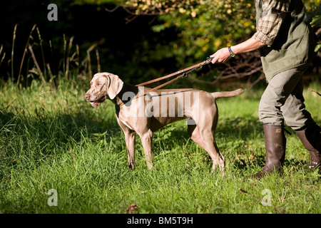 Huntsman avec braque de Banque D'Images