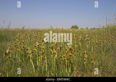 , Spinnenragwurz Ragwurz, Orchidee, ophrys sphegodes,, tôt, Spider, Orchid Banque D'Images