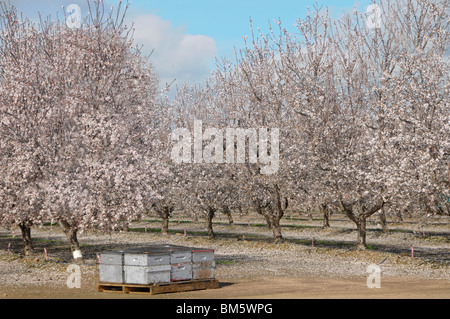 Amandiers en fleur Banque D'Images