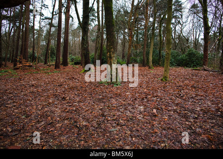 Woodland en hiver. Banque D'Images