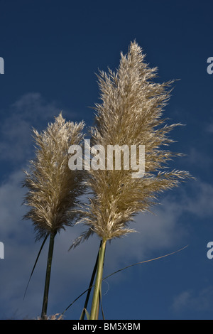 Golden (herbe de la pampa Cortaderia selloana) contre un ciel bleu. Portrait Banque D'Images