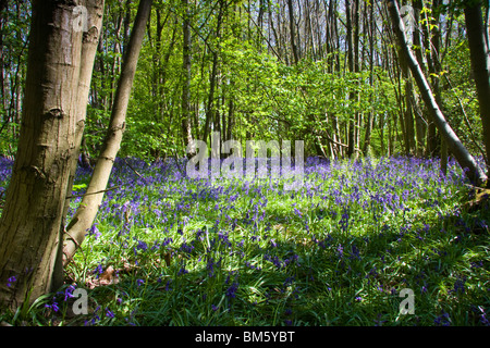 Dans Nonington bois bluebell Kent Banque D'Images