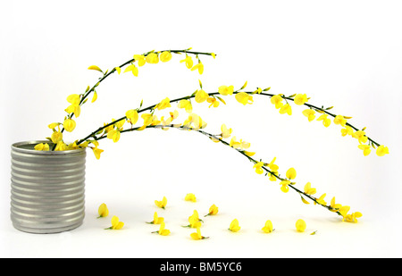 Arbre généalogique de rameau en fleurs avec des fleurs jaunes Banque D'Images