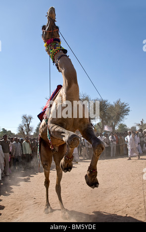 La danse de chameau. Le bétail Nagaur juste. Le Rajasthan. L'Inde Banque D'Images