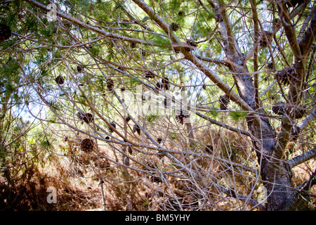 Le pin noir d'Europe Pinus nigra pommes de pin sur les branches de la forêt de pins méditerranéens, l'Espagne l'Espagne10 106126 horizontal Banque D'Images