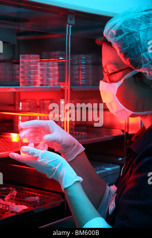 Clinique privée pour la fécondation in vitro. La fécondation artificielle. Spermatozoïde est injecté dans un ovule. Incubateur pour oeufs. Banque D'Images