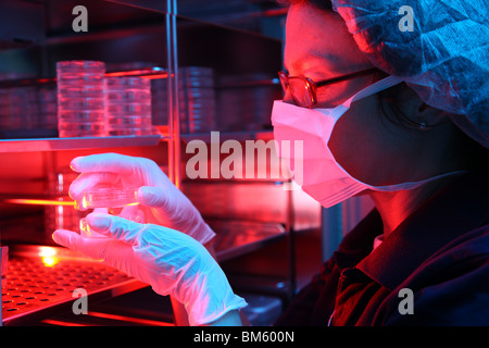 Clinique privée pour la fécondation in vitro. La fécondation artificielle. Spermatozoïde est injecté dans un ovule. Incubateur pour oeufs. Banque D'Images