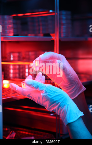 Clinique privée pour la fécondation in vitro. La fécondation artificielle. Spermatozoïde est injecté dans un ovule. Incubateur pour oeufs. Banque D'Images