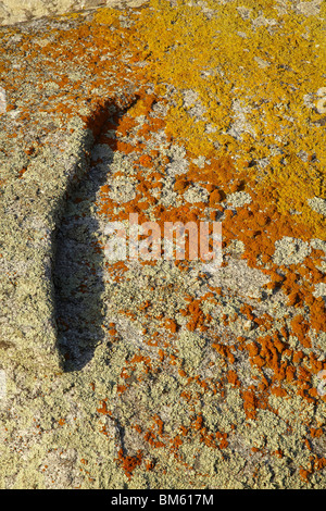 Vert, Orange et Jaune Lichen sur les roches, la baie Binalong Bay, d'incendies, l'Est de la Tasmanie, Australie Banque D'Images