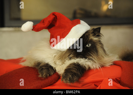 Chat persan, chat domestique (Felis silvestris, Felis catus) habillée en père Noël. Banque D'Images