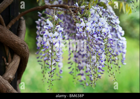 La floraison Wisteria floribunda domino à RHS Wisley Gardens, Angleterre Banque D'Images