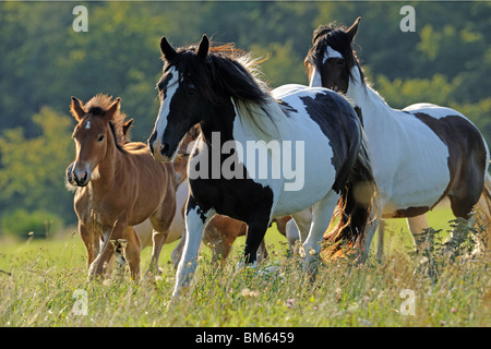 Gypsy Vanner le Cheval (Equus ferus caballus), des juments avec poulains dans un pré. Banque D'Images