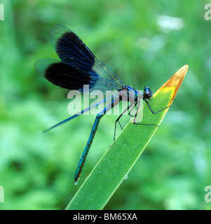 Belle Demoiselle (Calopteryx virgo) reposant sur une feuille. Banque D'Images