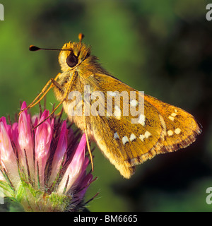 Skipper, skipper de l'Arctique à damier (Carterocephalus palaemon), papillon sur une fleur de trèfle rouge. Banque D'Images