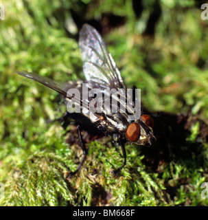 Chair-fly (Sarcophaga carnaria) sur la mousse. Banque D'Images