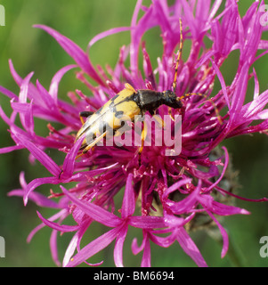 Le longicorne noir-jaune (Rutpela maculata, Strangalia maculata), des profils sur une fleur. Banque D'Images