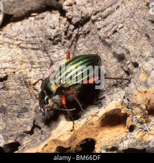 Golden Zabre (Carabus auratus). Des profils sur l'écorce. Banque D'Images