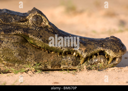 De la famille des Alligatoridae, Caiman yacare, Pantanal, Mato Grosso, Brésil Banque D'Images