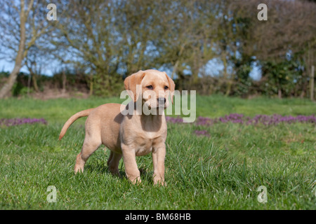 Chiot Labrador jaune playing in garden Banque D'Images