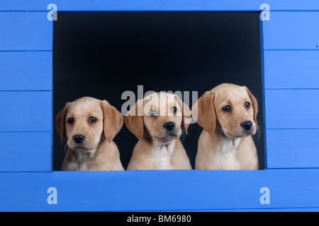 Chiots Labrador jaune à bleu de chenil Banque D'Images
