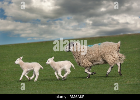 Agneaux et brebis Norfolk Mars course Banque D'Images