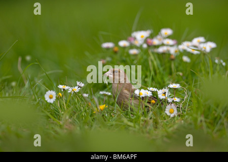 Verdier Carduelis chloris au printemps se nourrissant de pissenlits Banque D'Images