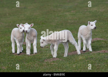Agneaux de printemps jouant dans la prairie à Pâques Banque D'Images
