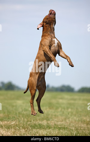 Springender American Pit Bull / jumping American Pitbull Banque D'Images