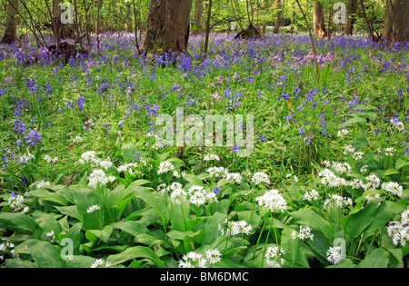 Ramsons et jacinthes dans un indigène à Norfolk, Angleterre, Royaume-Uni. Banque D'Images