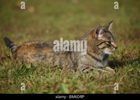 Katze liegt im Gras / cat lying in grass Banque D'Images