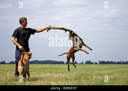 Springender American Pitt Bull / jumping American Pitbull Banque D'Images